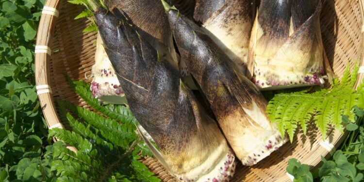 Broto de Bambu (imagem: Gyra - Getty Images via Canva)