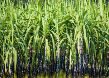 Cana de açúcar (imagem: Yuancao - Getty Images via Canva)