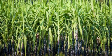 Cana de açúcar (imagem: Yuancao - Getty Images via Canva)