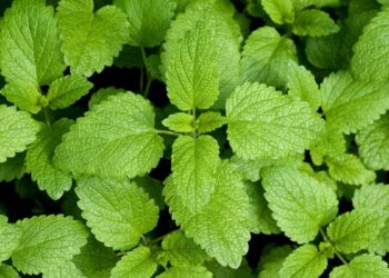 Erva-cidreira (imagem: Emer1940 - Getty Images via Canva)