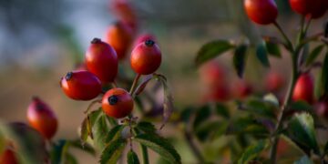 Fruto da roseira (imagem: Djordje Ristic - Pexels via Canva)
