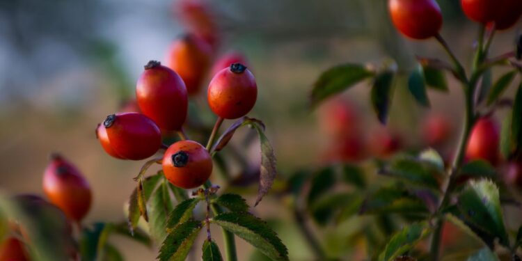 Fruto da roseira (imagem: Djordje Ristic - Pexels via Canva)