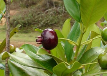 Grumixama (imagem: Oscar Yoshinori Toyofuku - Getty Images via Canva)