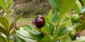 Grumixama (imagem: Oscar Yoshinori Toyofuku - Getty Images via Canva)