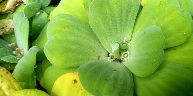 Mururé (imagem: Hijrawan Afif - Getty Images via Canva)