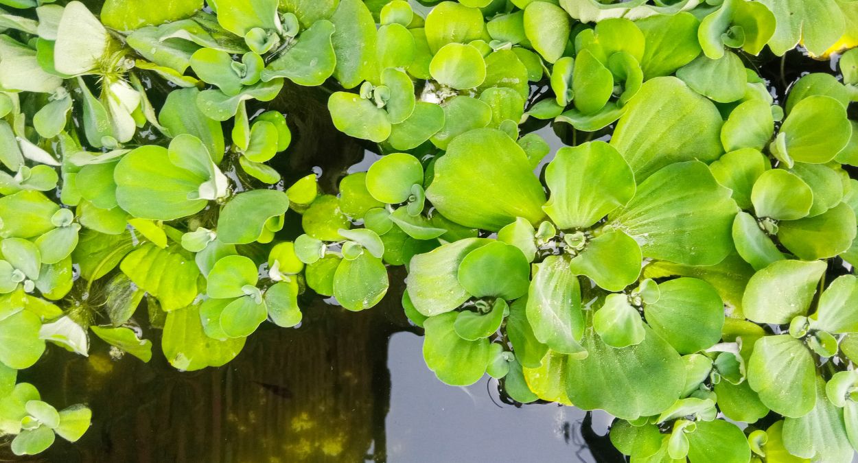 Mururé (imagem: Baharuddin Usudullah - Getty Images via Canva)