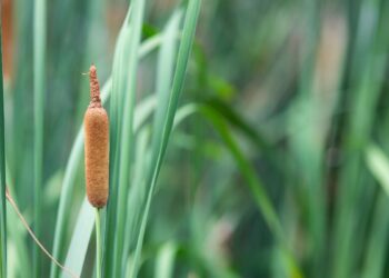 Taboa (imagem: marinowifi - Getty Images via Canva)
