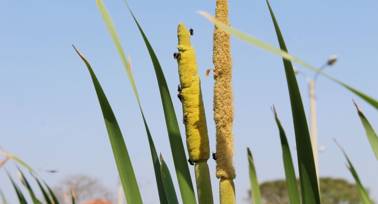 Taboa (imagem: Rodolfo Santos - Getty Images via Canva)