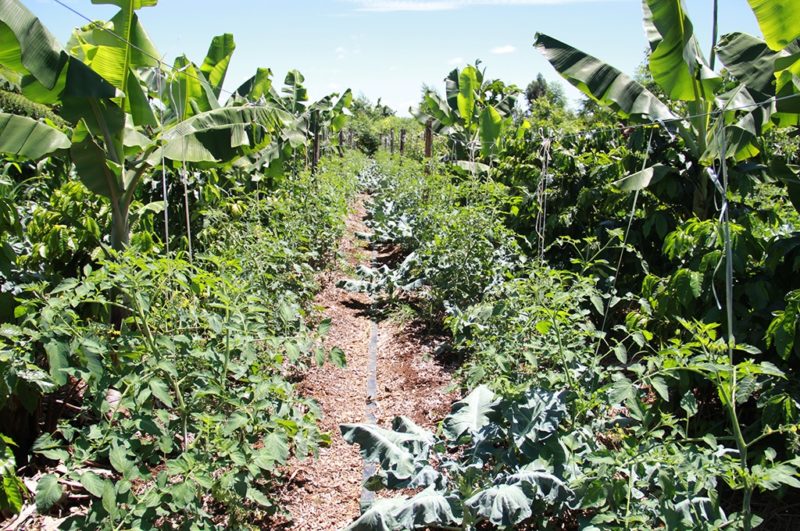 Agricultura Sintrópica (Foto: http://www.cienciarte.com.br/noticia-1463390040-jovens-se-unem-para-ensinar-conceito-de-agroflorestas-a-produtores-rurais)