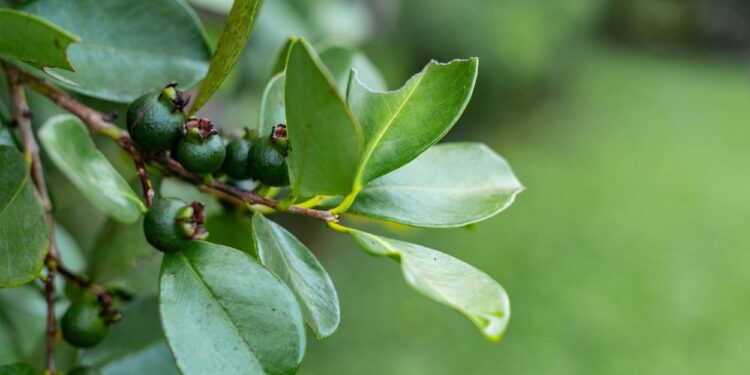 Araçá (imagem: Global Pics - Getty Images Signature)