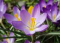 Crocus sativus (imagem: emer1940 de Getty Images via Canva)