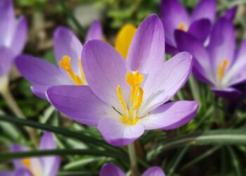 Crocus sativus (imagem: emer1940 de Getty Images via Canva)