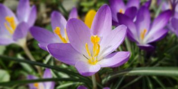 Crocus sativus (imagem: emer1940 de Getty Images via Canva)