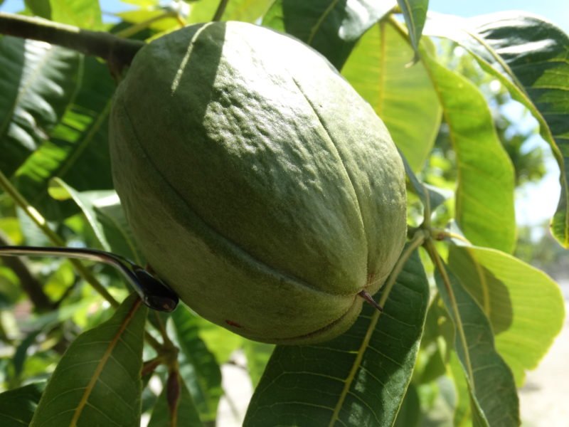 Castanha do Maranhão