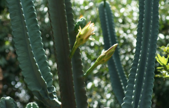 Mandacaru: planta rústica repleta de utilidades para a saúde