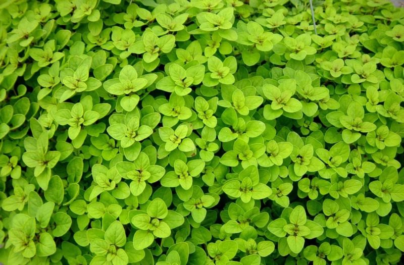 Orégano (Foto: https://blog.plantei.com.br/2015/08/11/como-cultivar-oregano/)