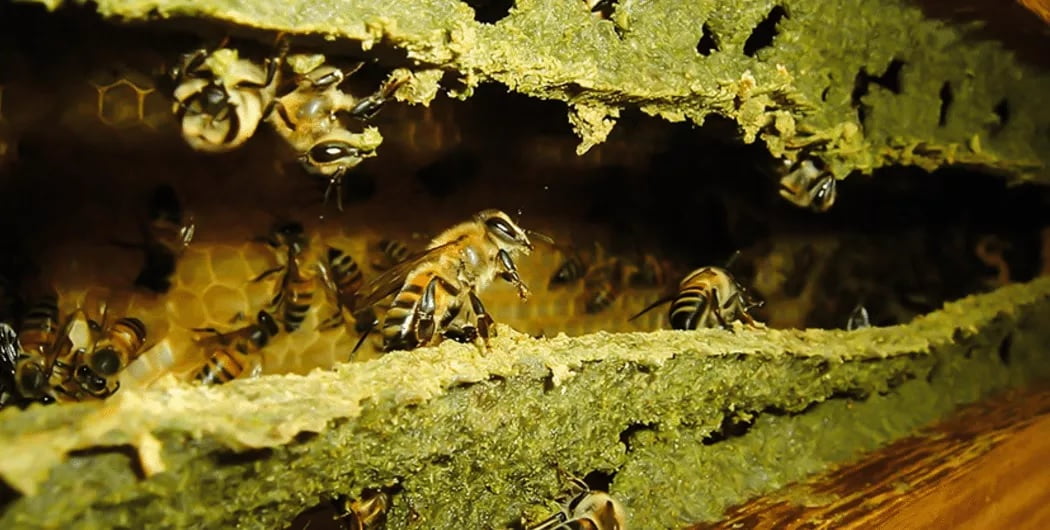 Própolis (Foto: https://biosom.com.br/blog/alimentacao/10-beneficios-de-propolis-para-saude/)