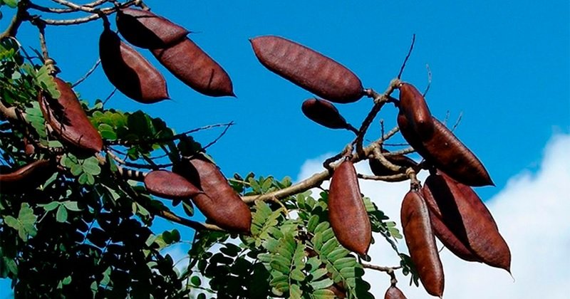 Jucá (Foto: http://www.acritica.com/channels/governo/news/estudo-destaca-potencial-do-juca-contra-rugas-e-manchas-na-pele)