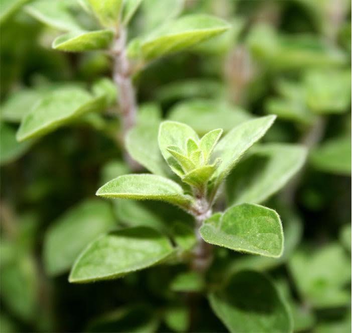 Orégano (Foto: https://casa.umcomo.com.br/artigo/como-cultivar-oregano-3037.html)