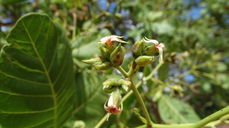 Flor do Caju