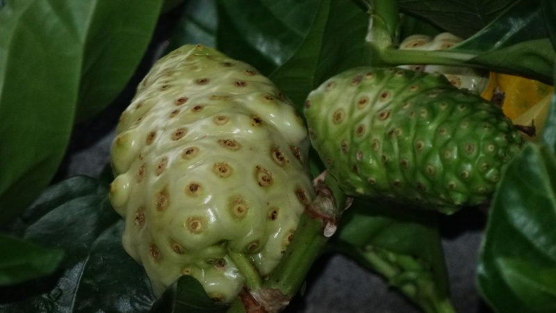 Noni