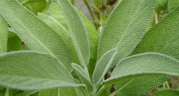 Sálvia (Foto fonte https://www.greenme.com.br/usos-beneficios/3794-salvia-planta-amiga-das-mulheres)