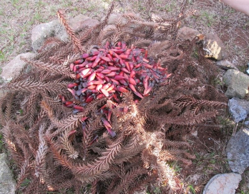 Sapecada de Pinhão (http://www.fazendapedrasbrancas.com.br/atividades-detalhes/5/sapecada-de-pinhao)