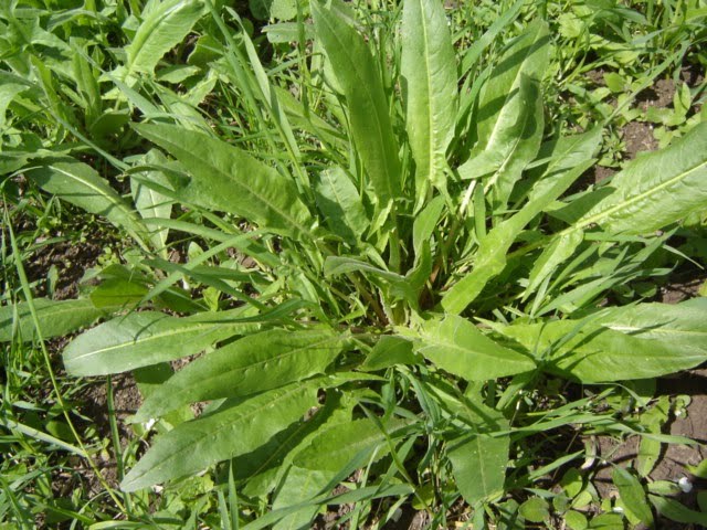 Azedinha (Foto: https://commons.wikimedia.org/wiki/File:Rumex_acetosa_(1).jpg)