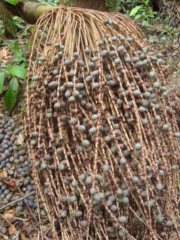 Patauá (Foto: https://commons.wikimedia.org/wiki/File:Patau%C3%A1_fruit.JPG)