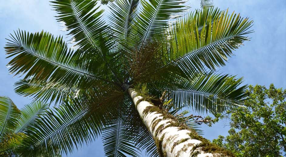 Juçara (Foto: http://www.parqueestadualserradomar.sp.gov.br/pesm/especie/palmeira-jucara/)