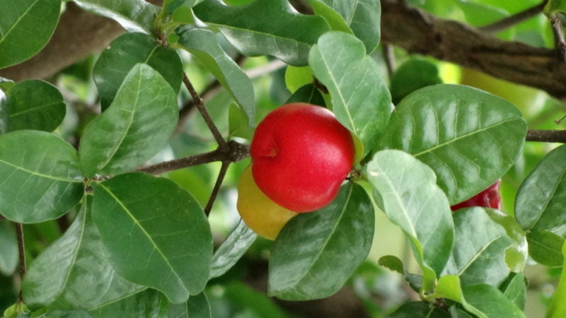 Acerola