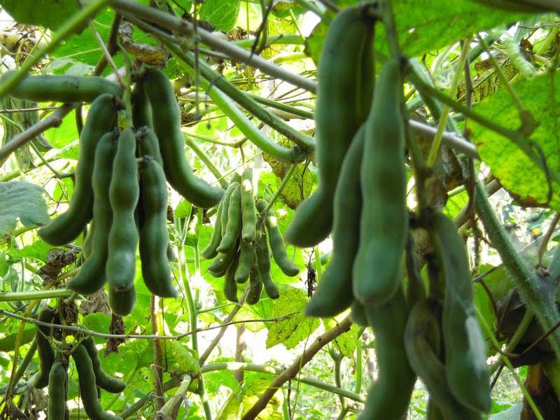 Mucunã (foto fonte http://www.itsroyalorganics.com/Mucuna-Pruriens.html)