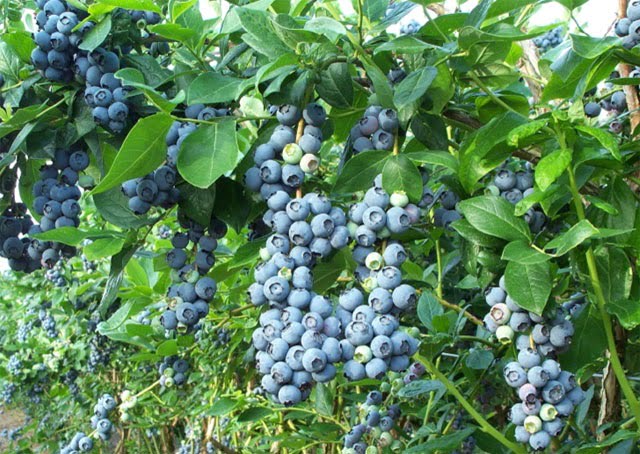 Mirtilo (foto fonte http://www.lideragronomia.com.br/2012/08/mirtilo-plantio-fruta-blueberry--propriedades-medicinais.html)