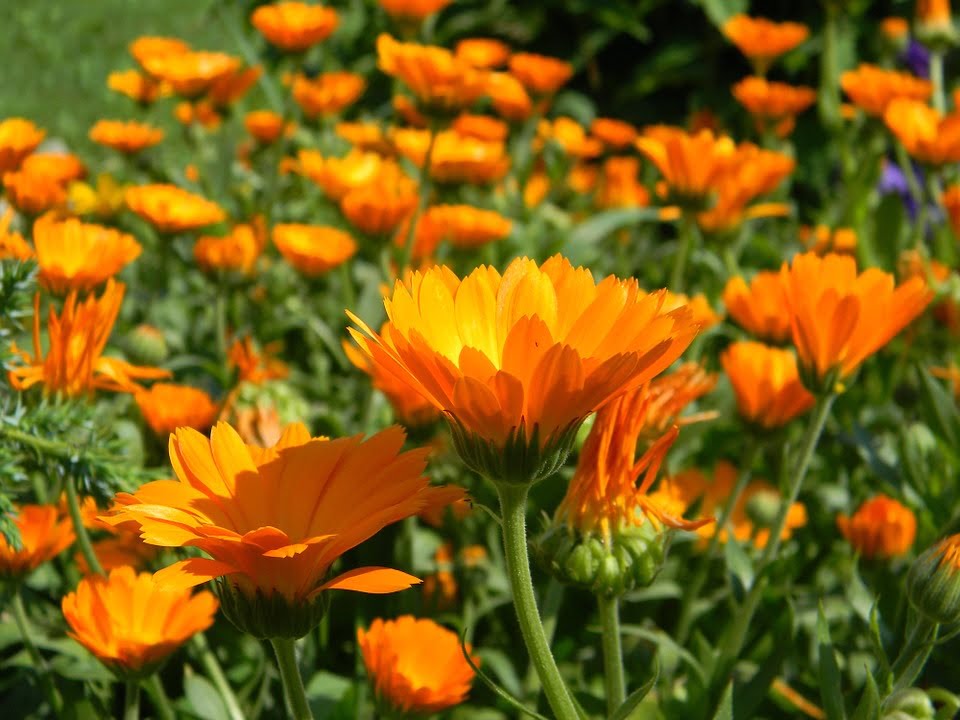 Calêndula (foto fonte https://pixabay.com/pt/cal%C3%AAndula-flor-laranja-macro-933760/)