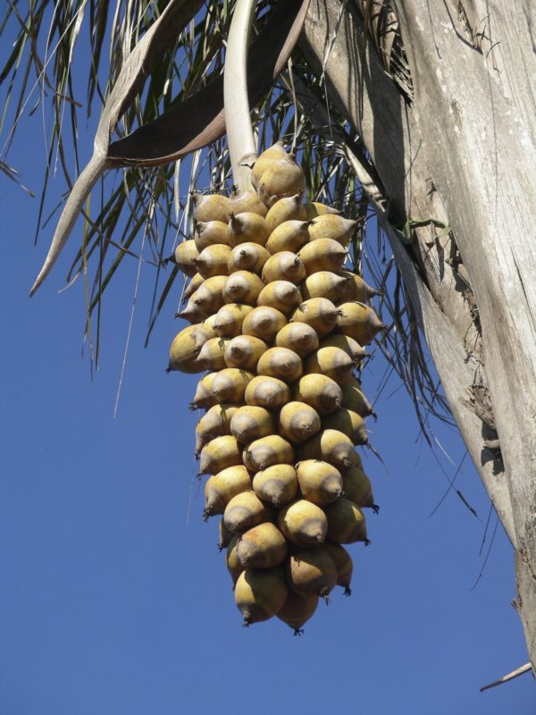 Babaçu (foto fonte https://www.embrapa.br/busca-de-noticias/-/noticia/1463722/embrapa-investe-em-pesquisas-com-palmeiras-nativas---)