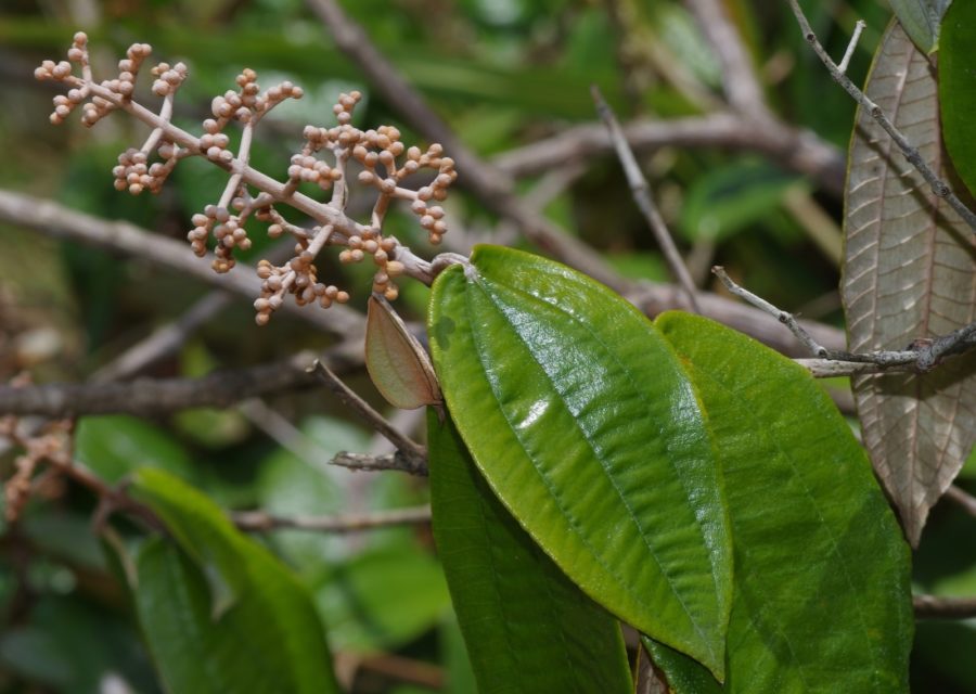 Canela de Velho (foto fonte http://www.lachaussetterouge.fr/2016/09/miconia-albicans.html)