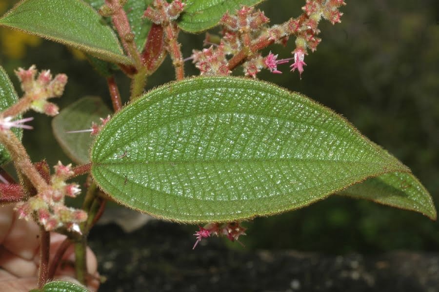 Pixirica ( foto fonte http://www.plantsystematics.org/imgs/fm18/r/Melastomataceae_Leandra_lacunosa_16972.html)