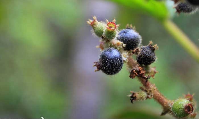 Pixirica ( foto fonte http://frutosatrativosdocerrado.bio.br/76-especies/30-frutos-pequenos/146-erva-de-jabuti)