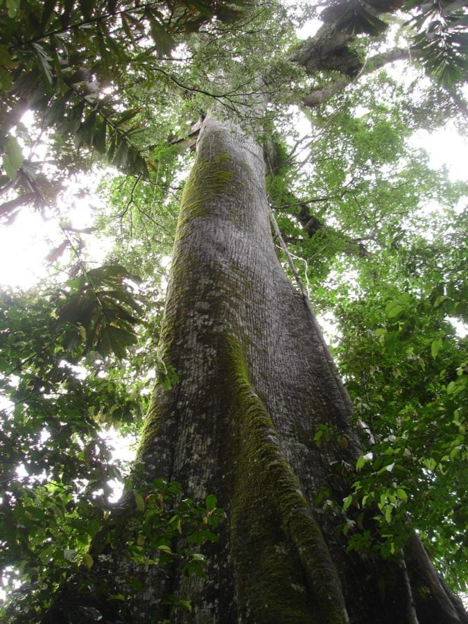 Sumaúma ( foto fonte https://tropicalnaturalhistory.org/2012/07/21/kapok/)
