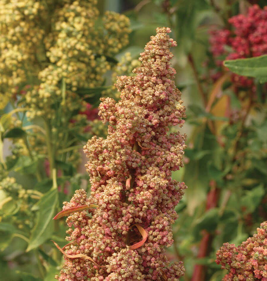 Quinoa (foto fonte https://www.westcoastseeds.com/shop/vegetable-seeds/quinoa-seeds/brightest-brilliant-organic/)
