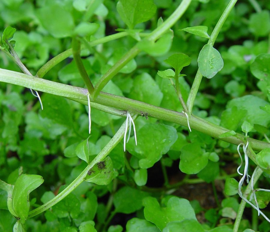 Agrião ( foto fonte https://gobotany.newenglandwild.org/species/nasturtium/officinale/)