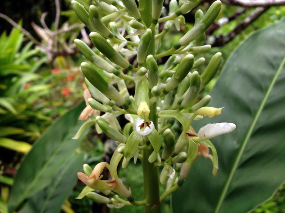 Flor da Galanga ( foto fonte http://www.htbg.com/Zingiberaceae/ALPI-011-3-7-016/)