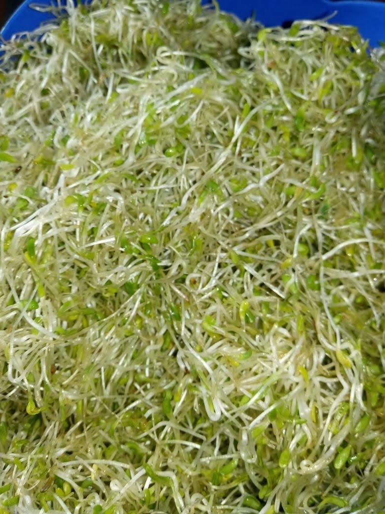 Alfafa é uma leguminosa repleta de bons nutrientes