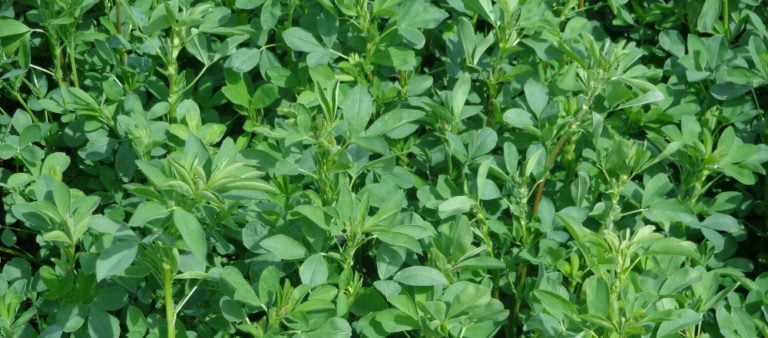 Alfafa é uma leguminosa repleta de bons nutrientes