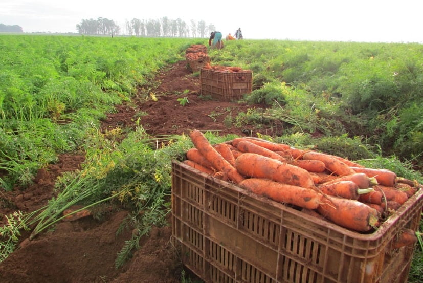 Cenoura ( foto fonte http://agristar.com.br/superseed/noticia/detalhe/cenoura-erica-f1-producao-de-cenouras-dobra-com-hibridos-e-areas-tecnificadas)