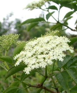 Sabugueiro (foto http://www.plant-identification.co.uk/skye/caprifoliaceae/sambucus-nigra.htm)