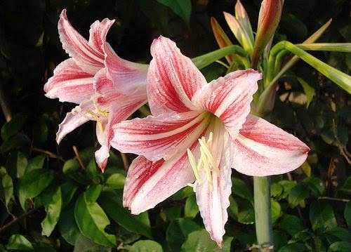 Açucena (foto http://flores.culturamix.com/flores/acucena)