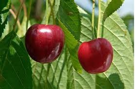 Cereja (foto https://www.gardenersworld.com/)