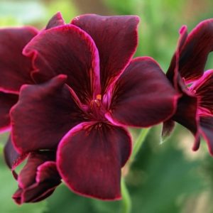 Gerânio (foto https://www.crocus.co.uk/plants/_/bruised-pelargonium-collection-containing-5-plants/classid.2000004681/