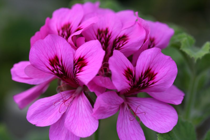 Gerânio ( foto https://www.woottensplants.com/plant-shop/pelargonium/pelargonium-purple-unique/)